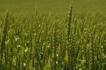 Grãos de trigo dourados em primeiro plano com pão francês ao fundo, simbolizando disparada de preços