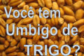 Grãos de trigo dourados em primeiro plano com gráfico de queda de preços ao fundo, simbolizando cotação a US$ 6,10/bushel