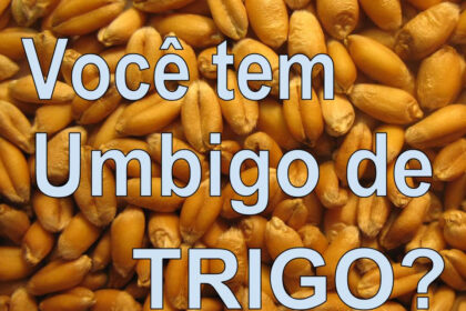 Grãos de trigo dourados em primeiro plano com gráfico de queda de preços ao fundo, simbolizando cotação a US$ 6,10/bushel