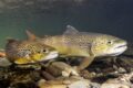 Truta-arco-íris amarela em tanque de aquicultura, maior que variedade selvagem e albina