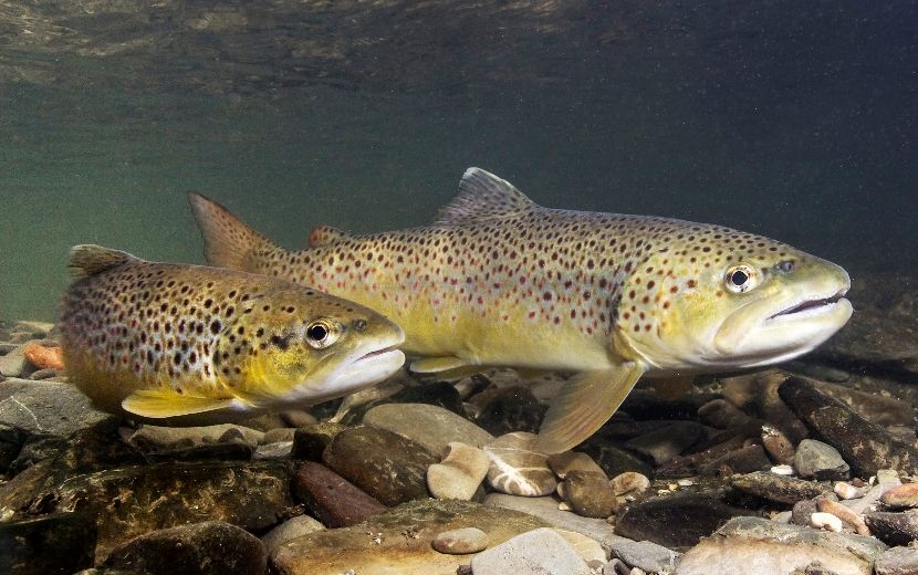Truta-arco-íris amarela em tanque de aquicultura, maior que variedade selvagem e albina