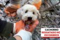 Cão Romário sendo resgatado com vida por bombeiros após 5 dias sob escombros de prédio em Niterói