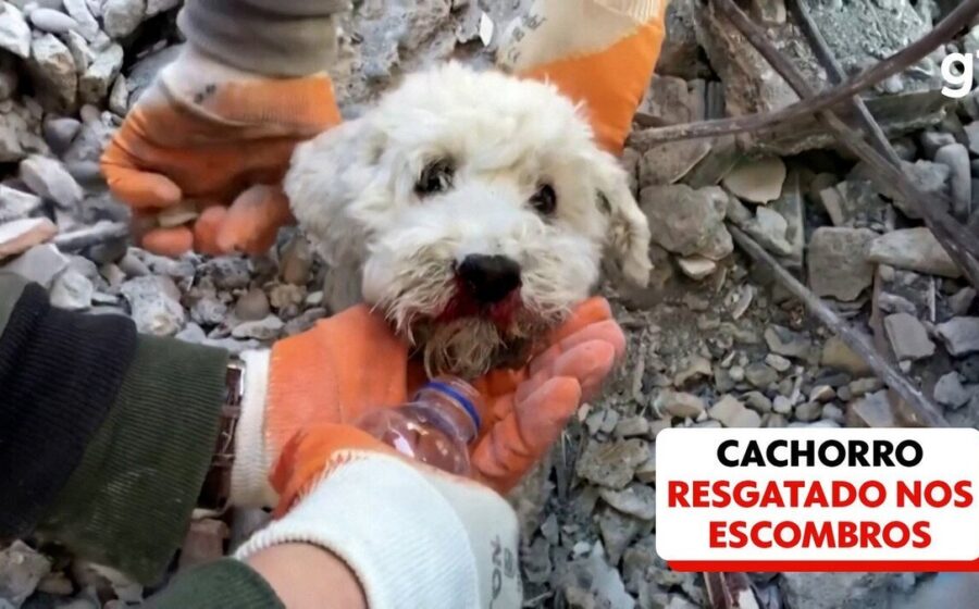 Cão Romário sendo resgatado com vida por bombeiros após 5 dias sob escombros de prédio em Niterói