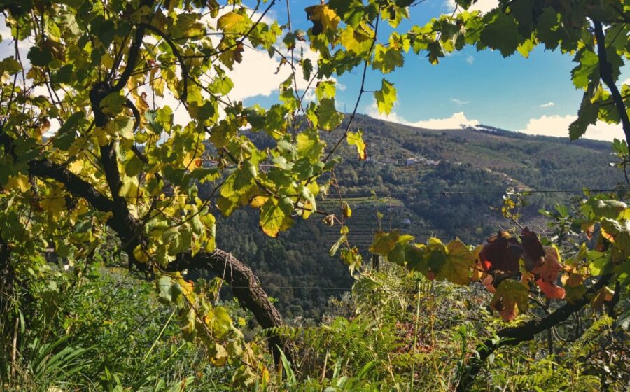 Garrafas de vinho Herdade do Rocim sobre mesa, destaque para rótulo de clarete com cachorro de terno